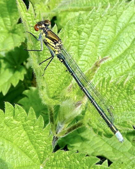 red-eyed damselfly